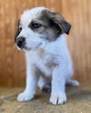 Comanche