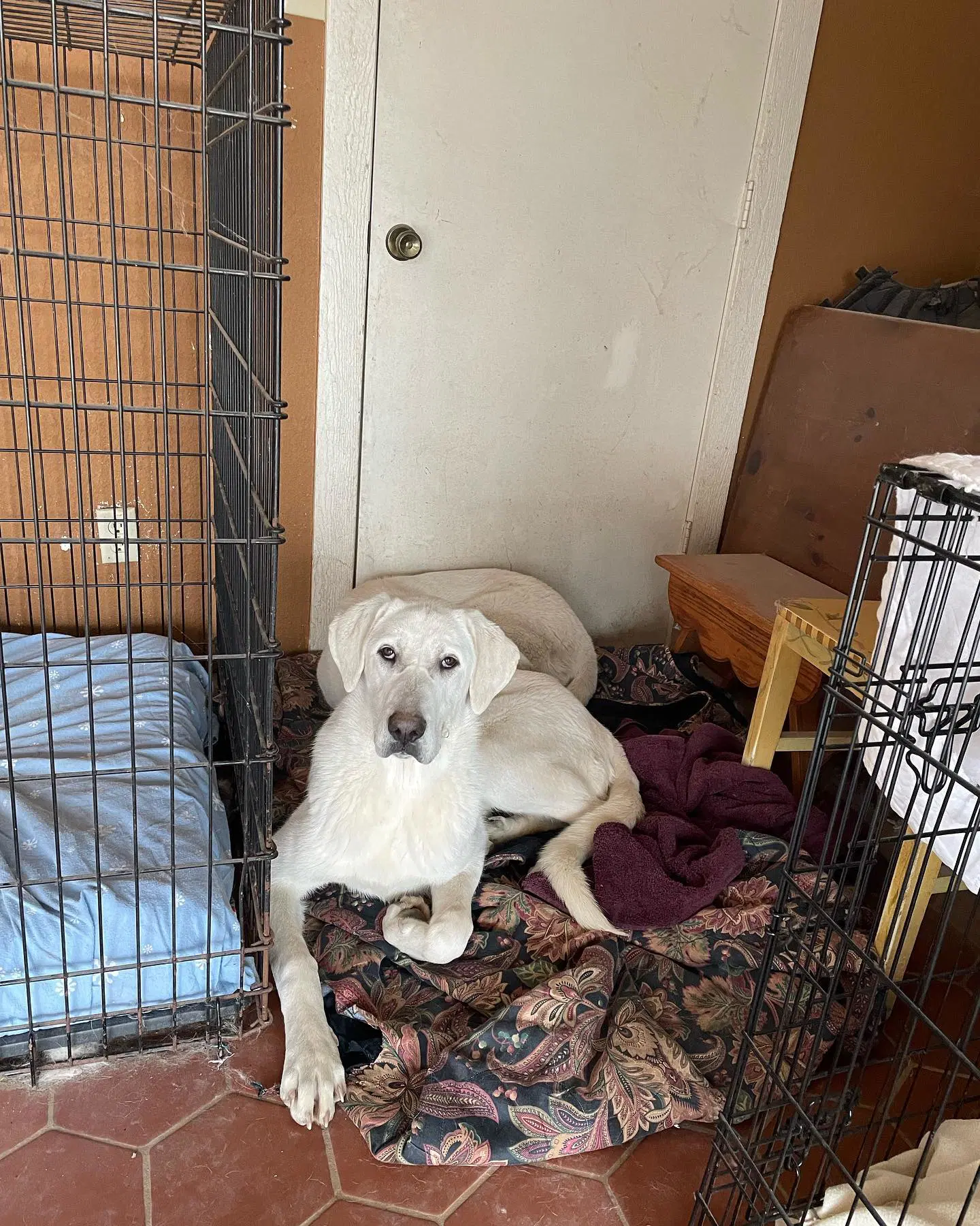 Brigitta image 2