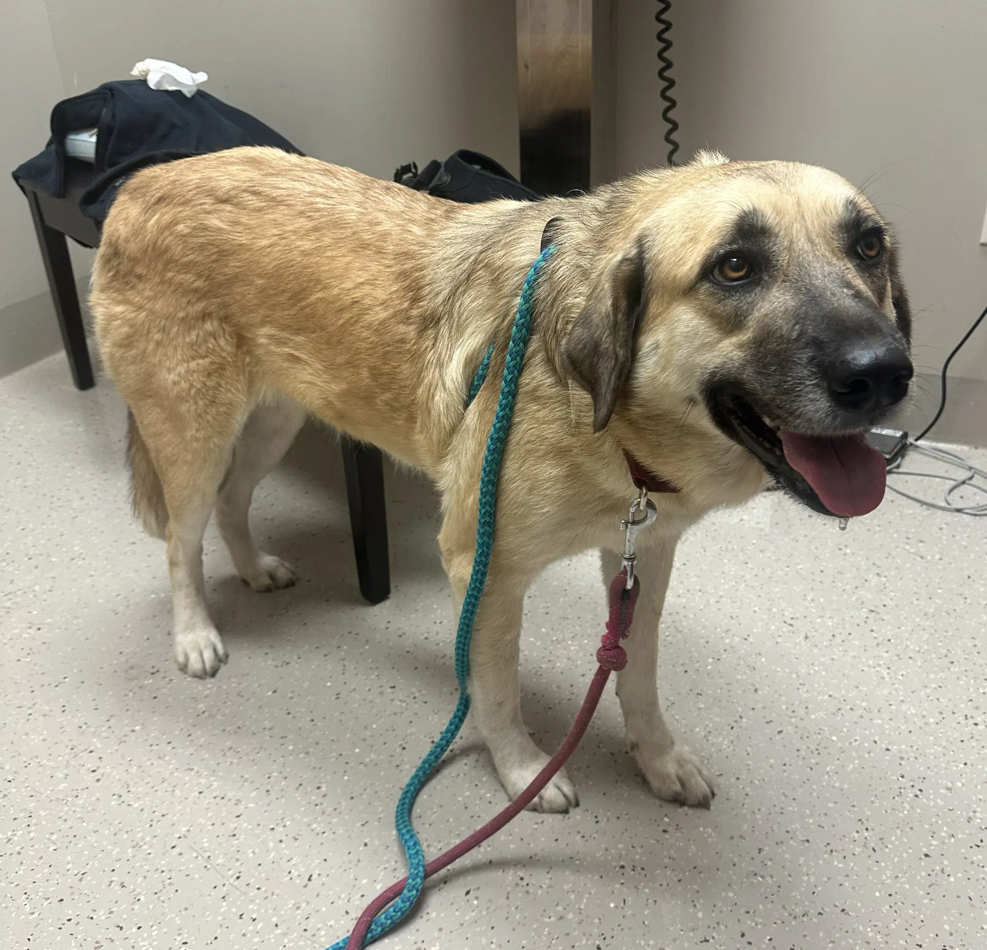 Sasha - Anatolian Shepherd