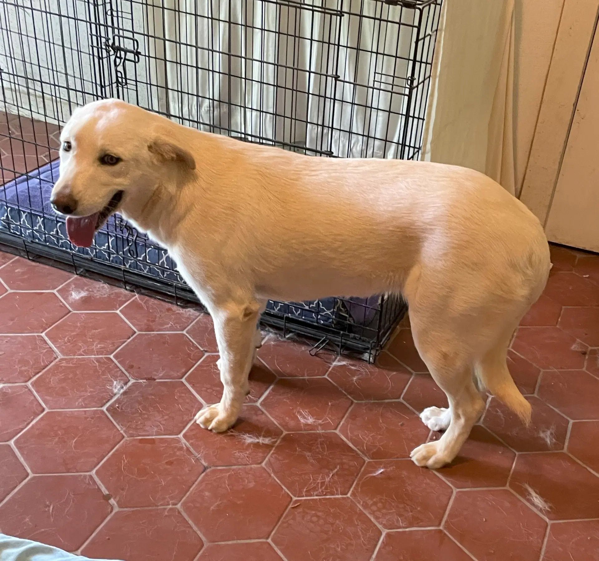 Sugarplum - Anatolian Shepherd