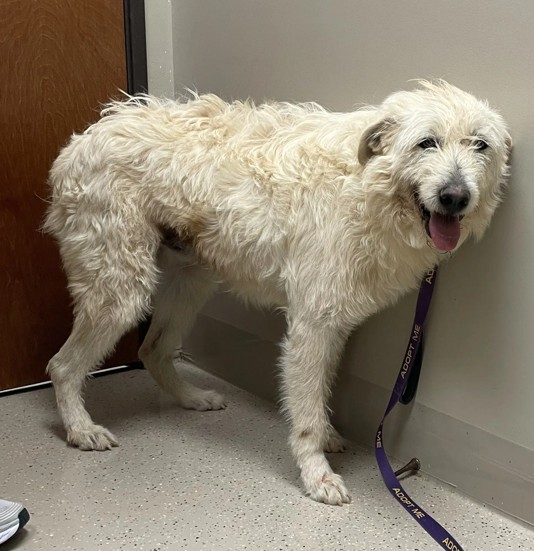Mouse King - Komondor