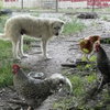 Mouse King - Photo 2