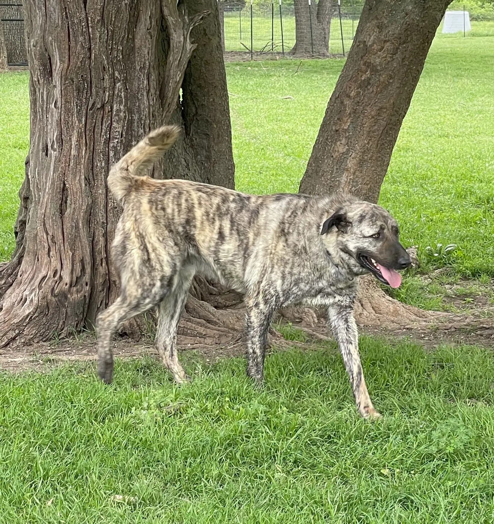 Blue - Anatolian Shepherd