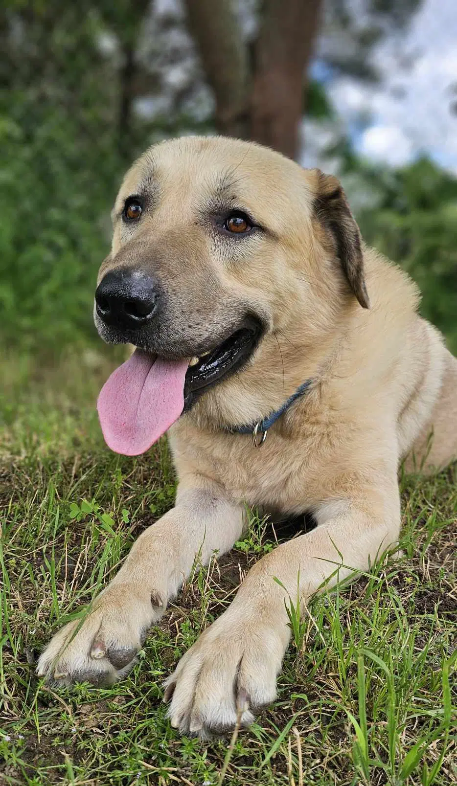 Simon - Anatolian Shepherd