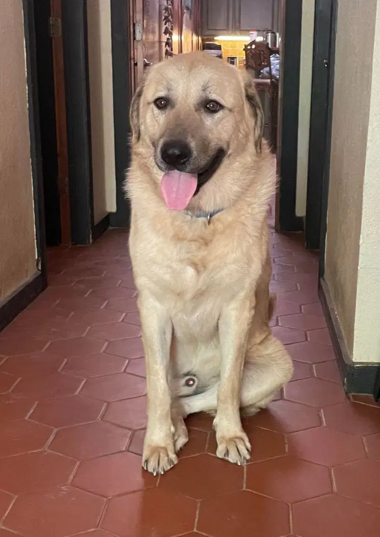 Simon image 2