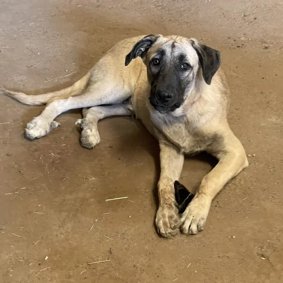 Bastrop - Anatolian Shepherd