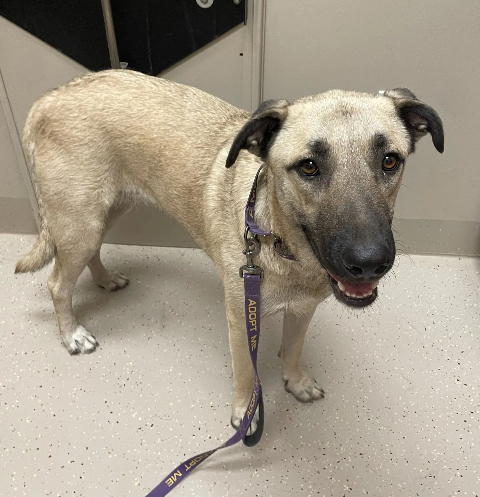 Birdee - Anatolian Shepherd