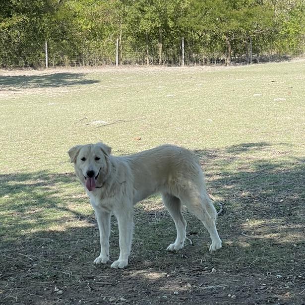 Bibi - Great Pyrenees