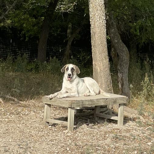 Honey Bunch - Anatolian Shepherd