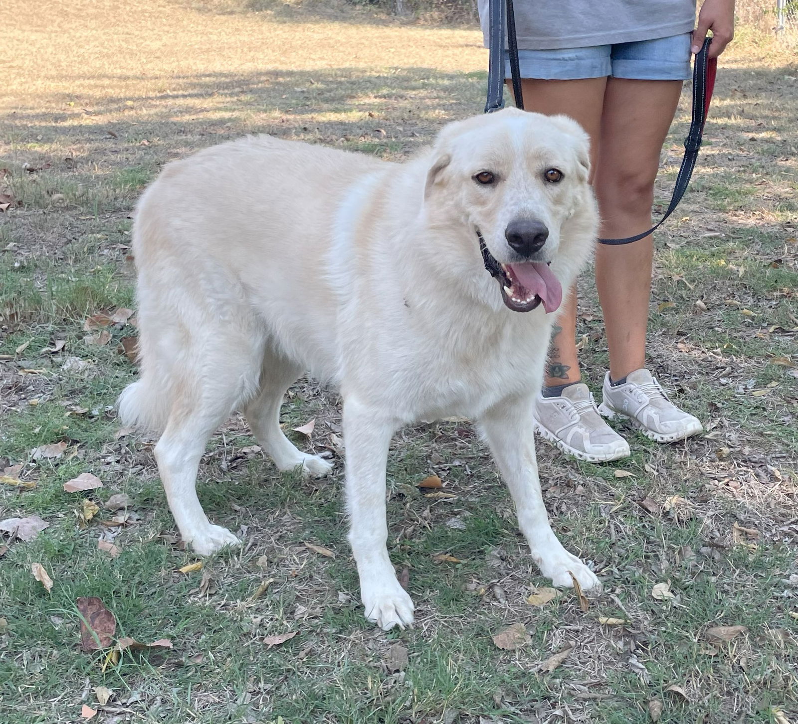 Akbash dog shops rescue