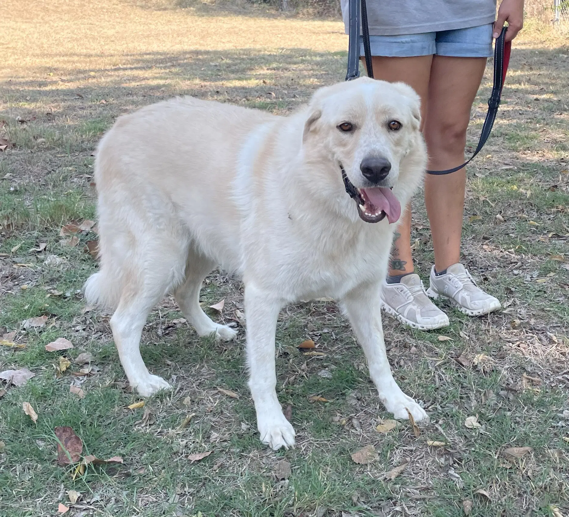 Ollie - Great Pyrenees