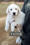 Tater