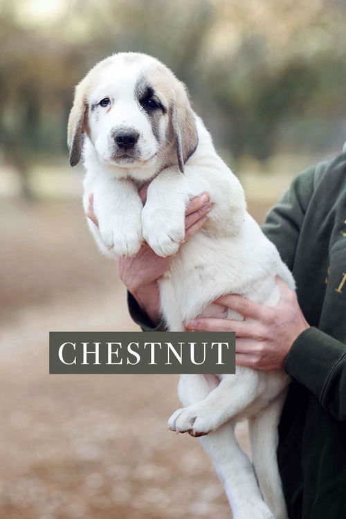 Chestnut