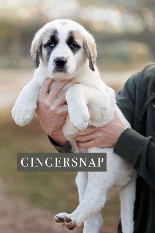 Gingersnap