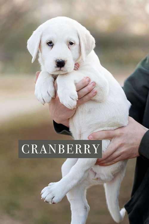 Cranberry