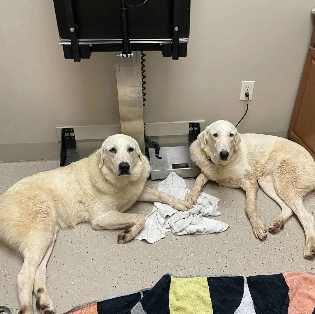 Chaquita - Great Pyrenees