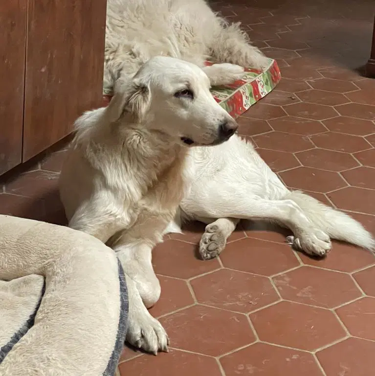 Corra Linn - Great Pyrenees
