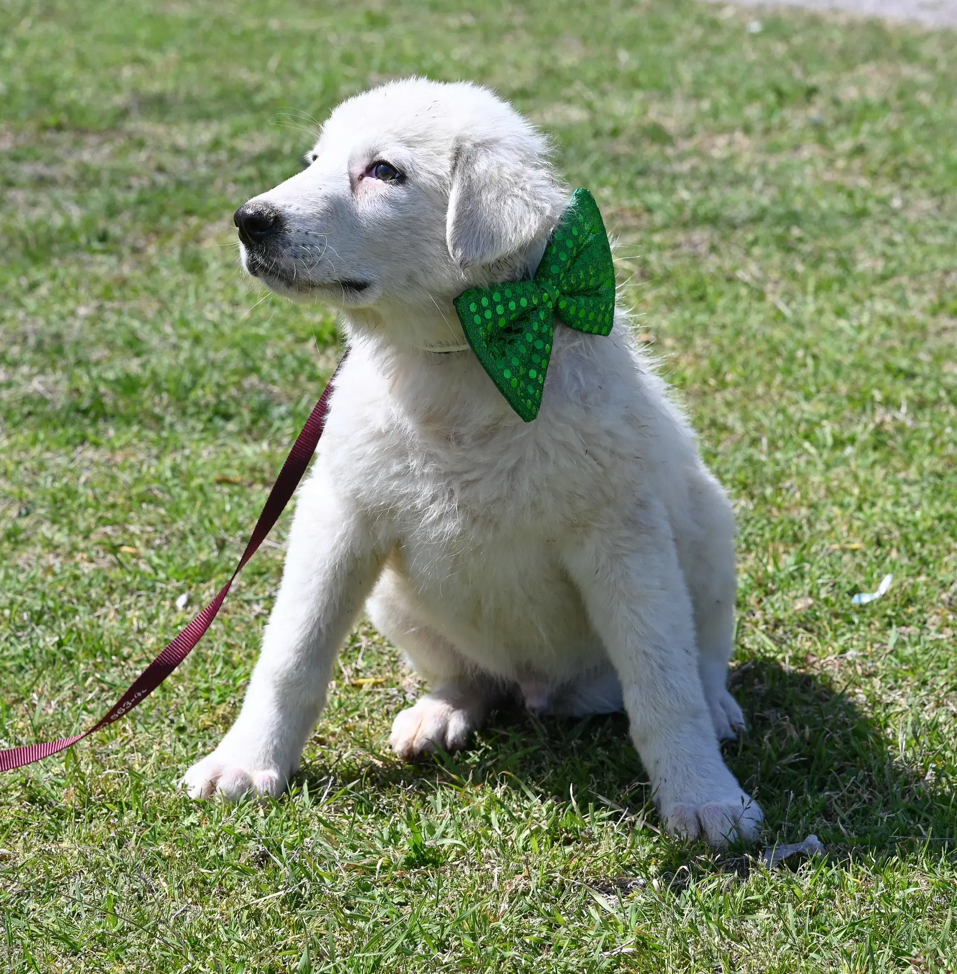 Corbin image 4