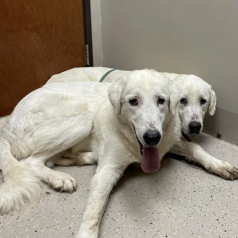 Corbin - Great Pyrenees