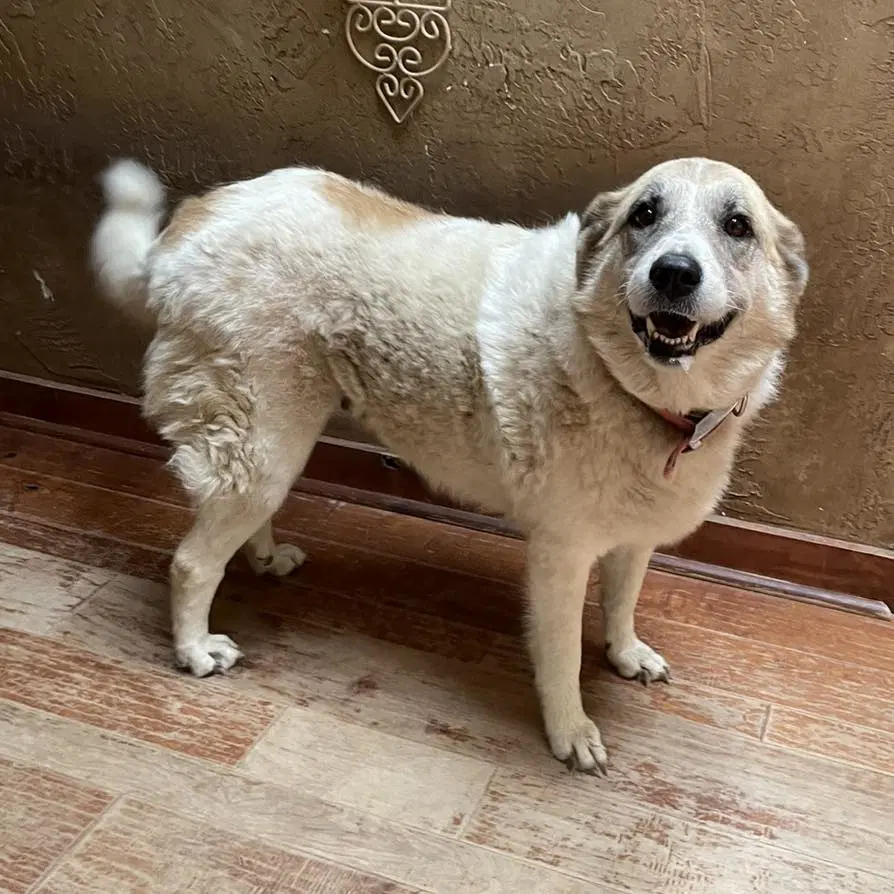 Annalee - Great Pyrenees