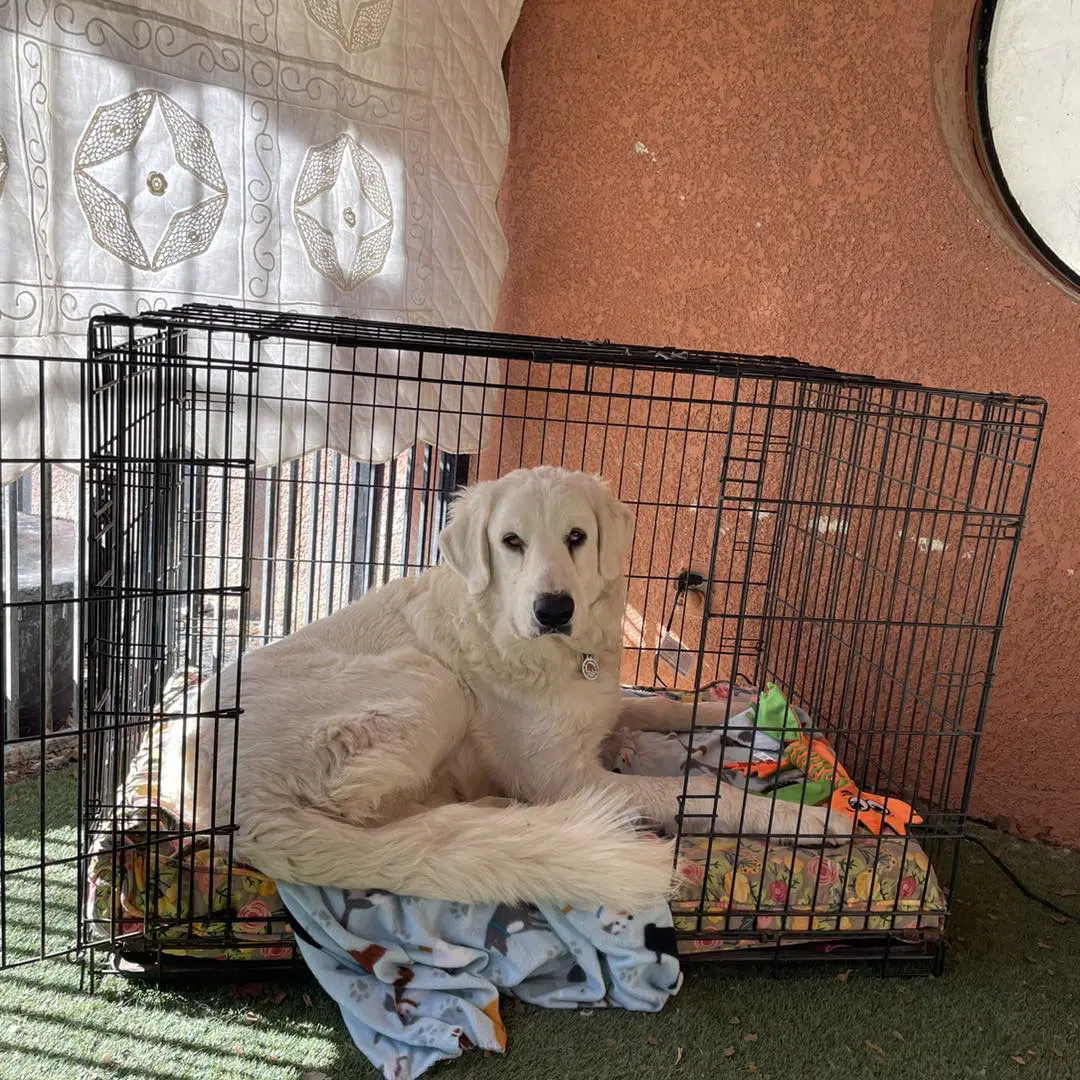 Hammy Ts - Great Pyrenees