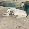 Jessie (TS) - Photo 1
