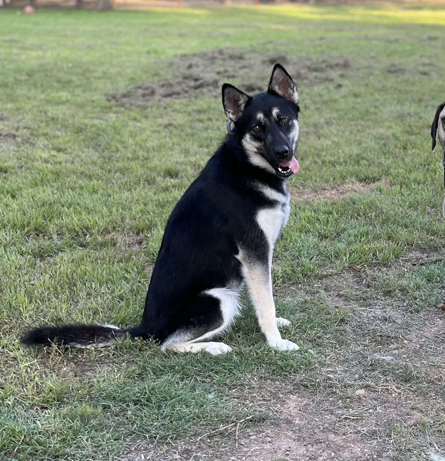 Scout - Husky