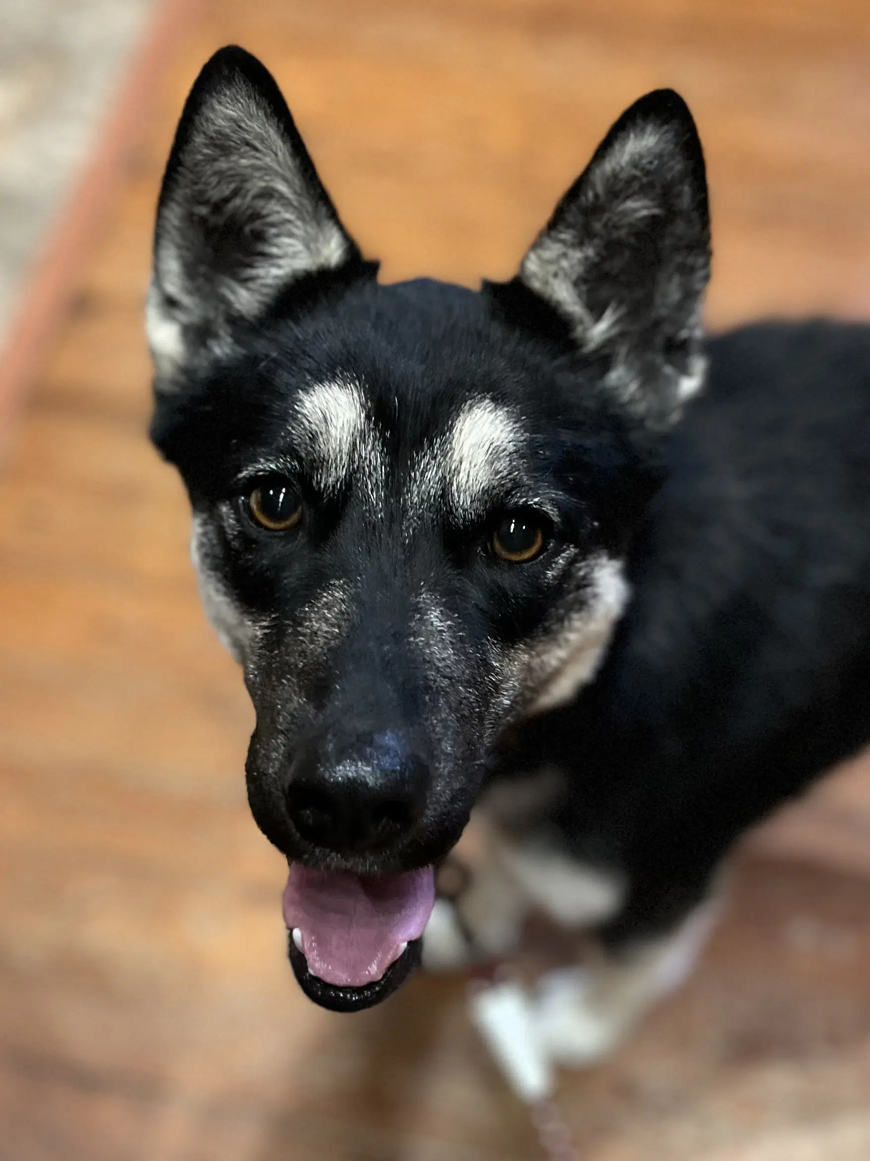 Scout image 2