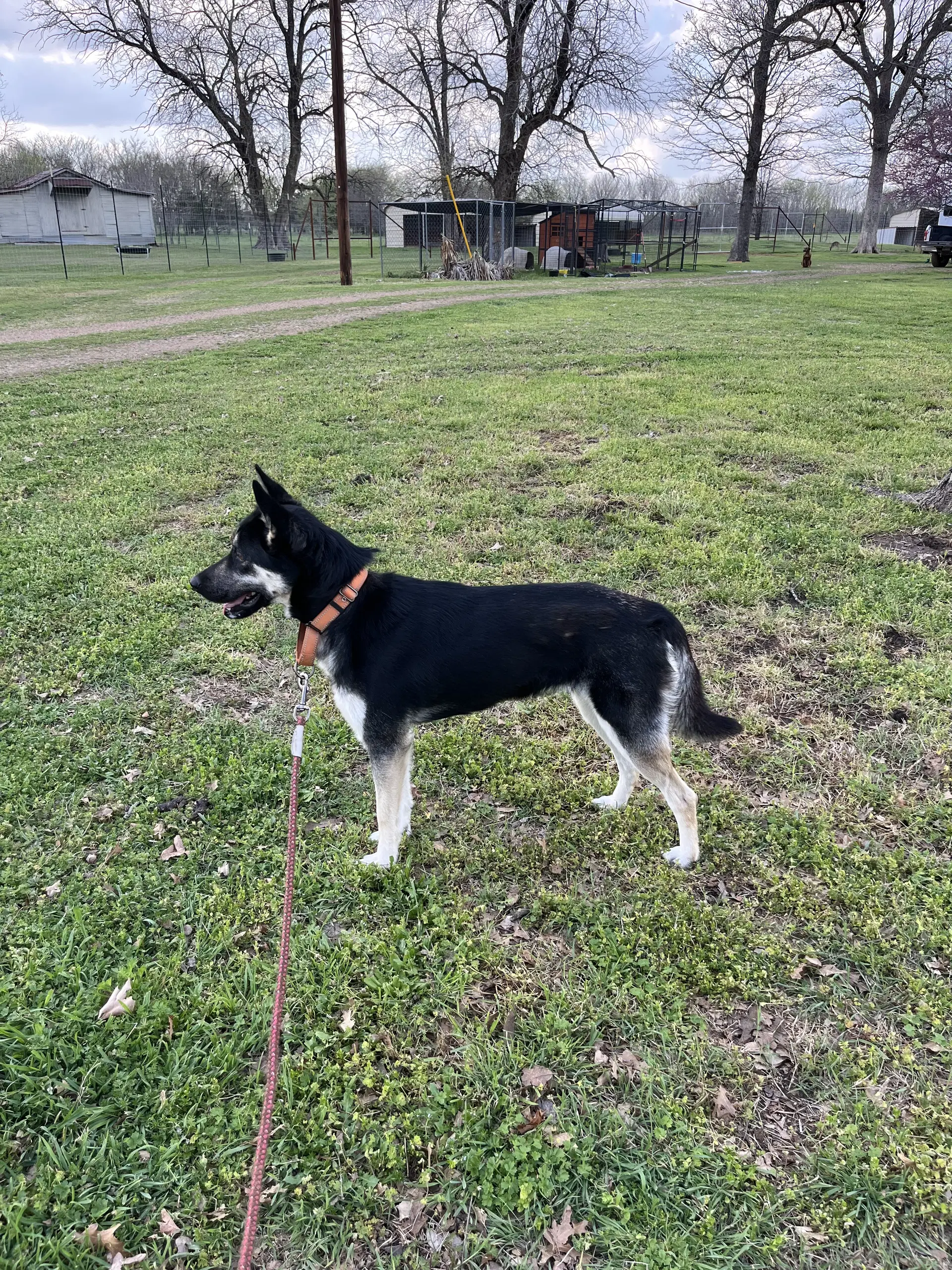 Scout image 3