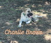 Charlie Brown