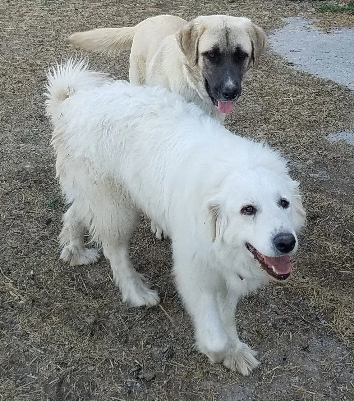 Candy Cane - Great Pyrenees