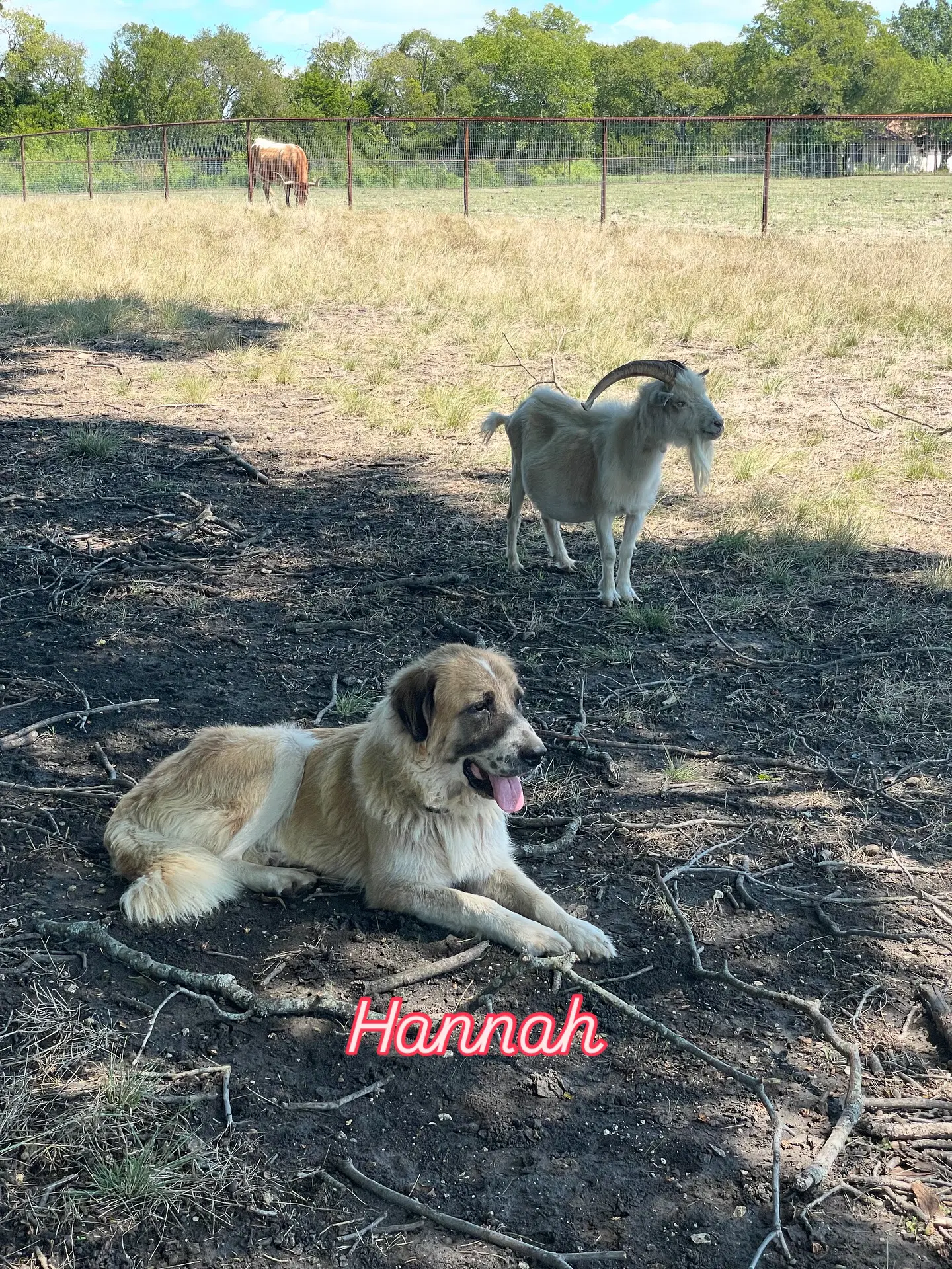 Hannah image 3
