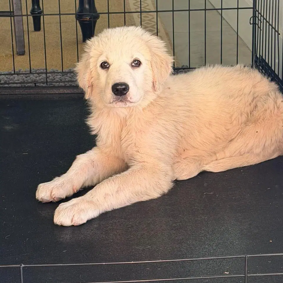 Clover - Great Pyrenees