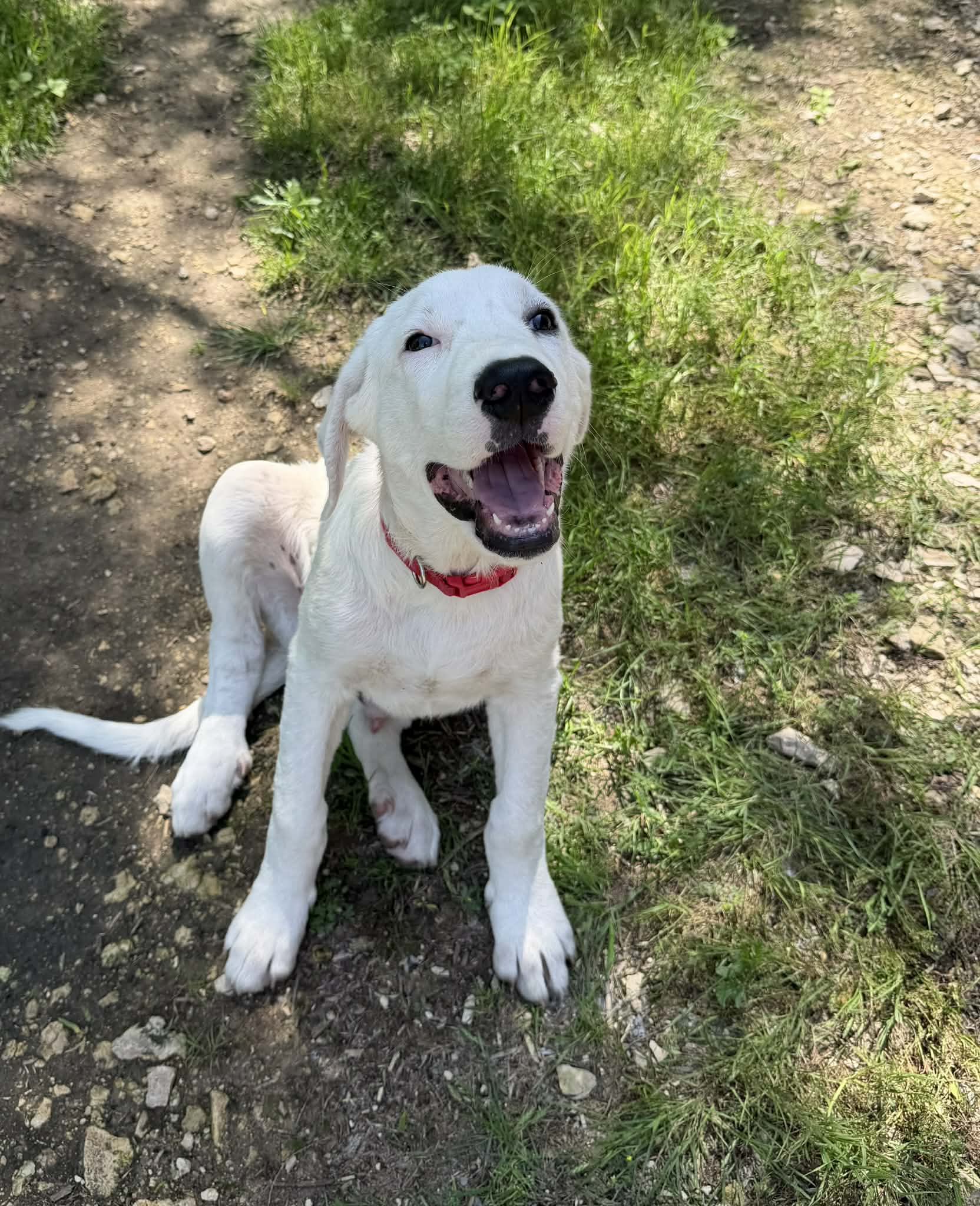 Lucky - Great Pyrenees