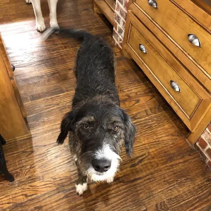 Gravy - Poodle (Standard)