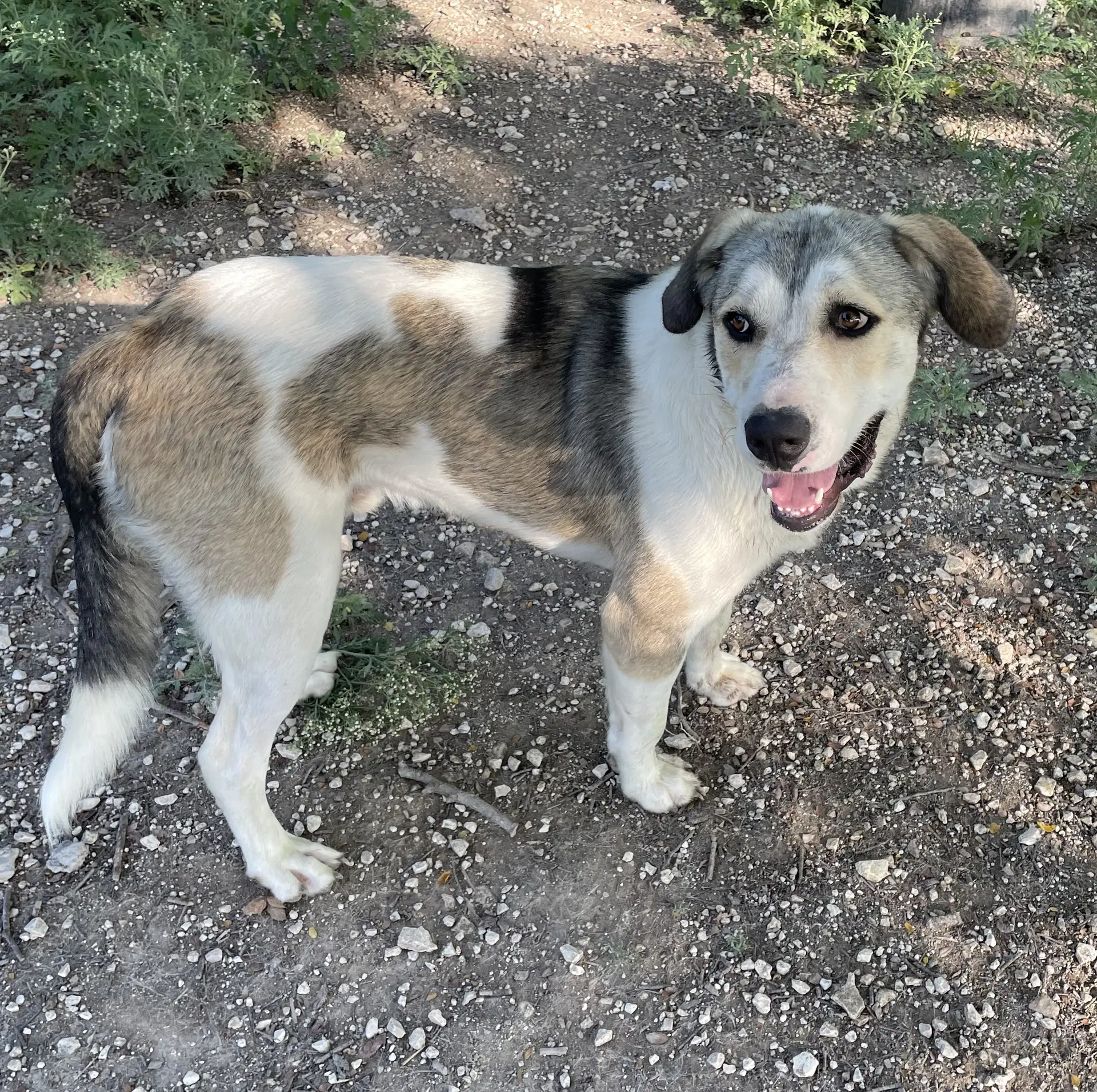 Oskar - Anatolian Shepherd
