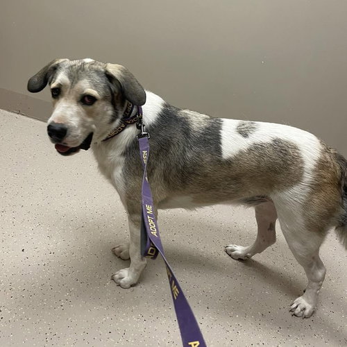 Oskar, an adoptable dog