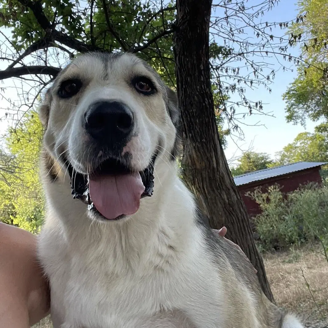 Oskar image 4