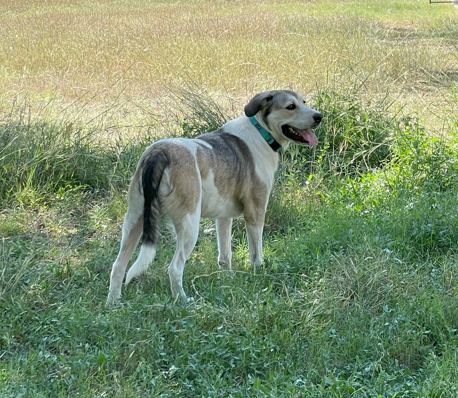 Oskar, photo 8
