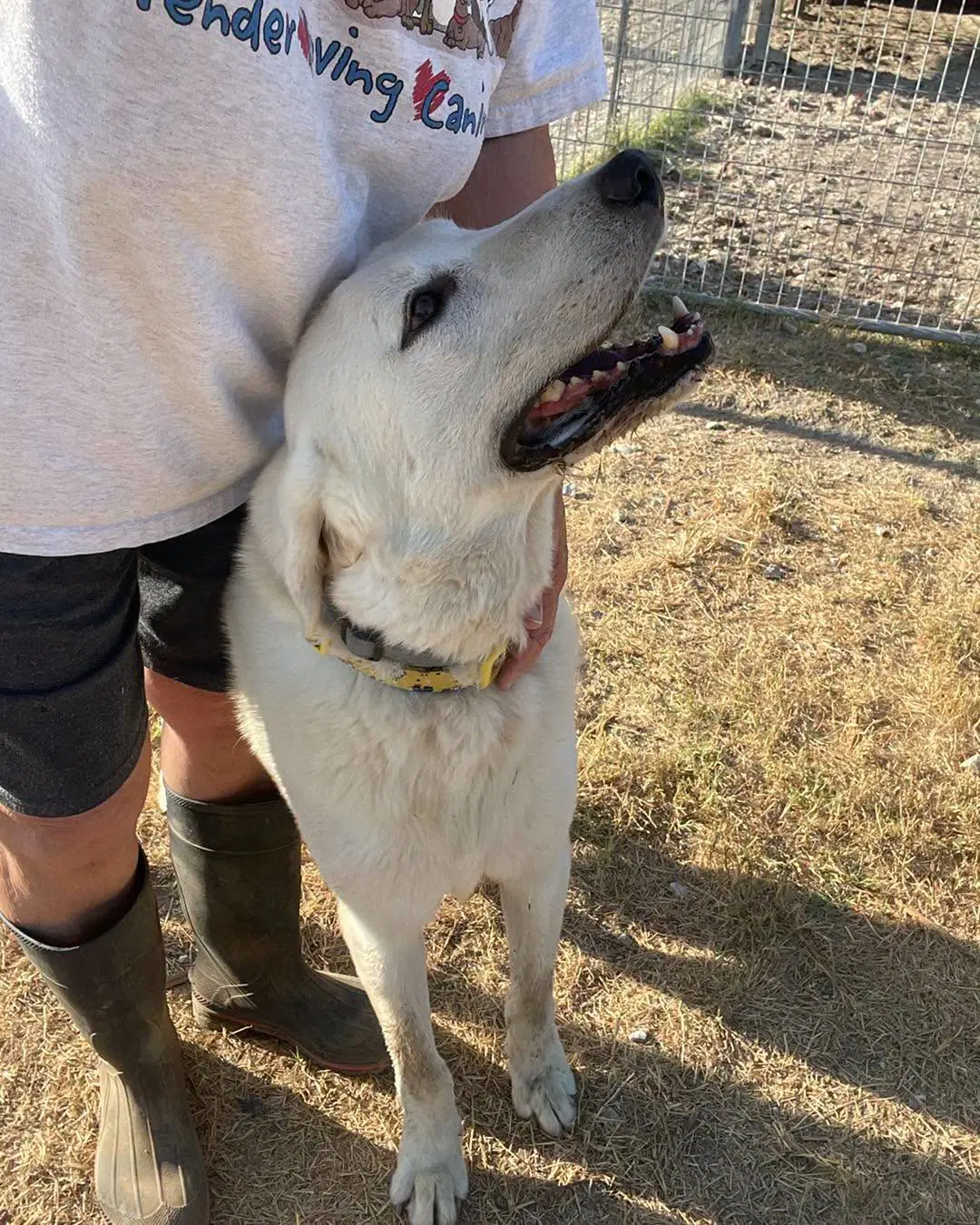 Hank Pollux - Anatolian Shepherd