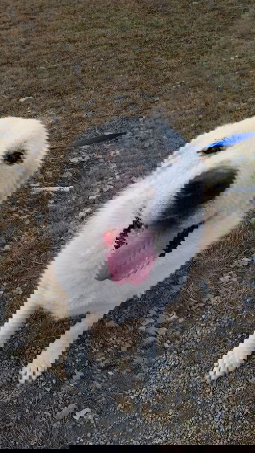 Yeti
