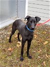 adoptable Dog in , CT named Buddy