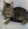 adoptable Cat in , CT named Stetson