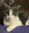 adoptable Cat in ridgefield, CT named Sasha