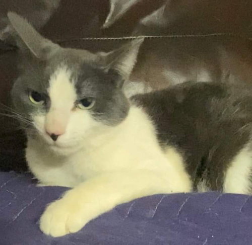 SASHA - Domestic Medium Hair available for adoption