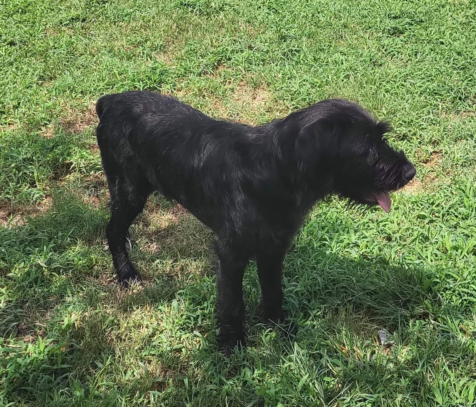 Dog for Adoption Archer, a Labrador Retriever in Fairfield, CT Alpha Paw