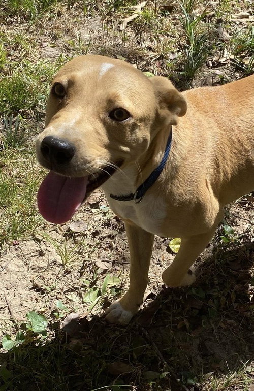 Luke, an adoptable Unknown breed in Ridgefield, CT