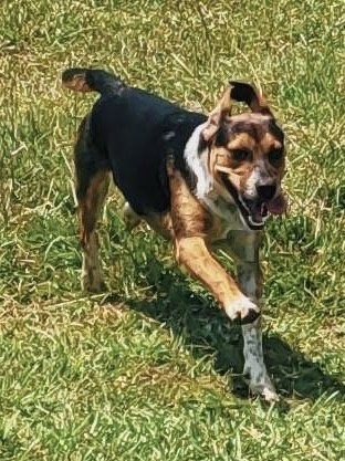 adoptable Dog in Ridgefield, CT named Tank