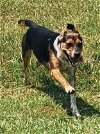 adoptable Dog in ridgefield, CT named Tank