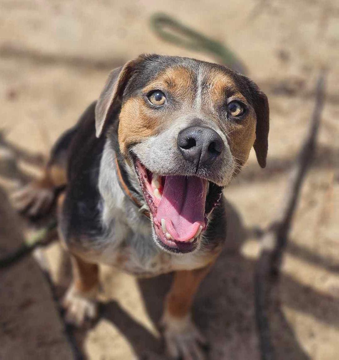 adoptable Dog in Ridgefield, CT named Gray